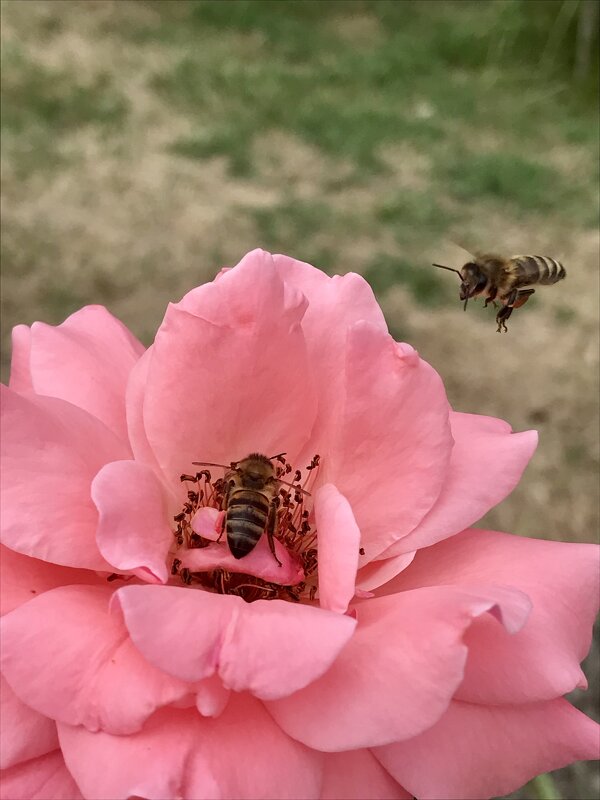 Пчёлки - Pippa 