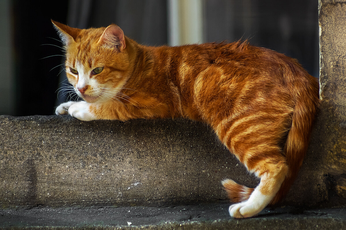 наблюдатель... - Владимир Матва наблюдатель... - Владимир Матва