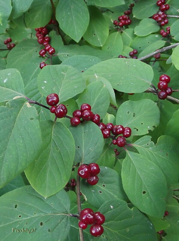 Украшения кустарника - Freddy 97