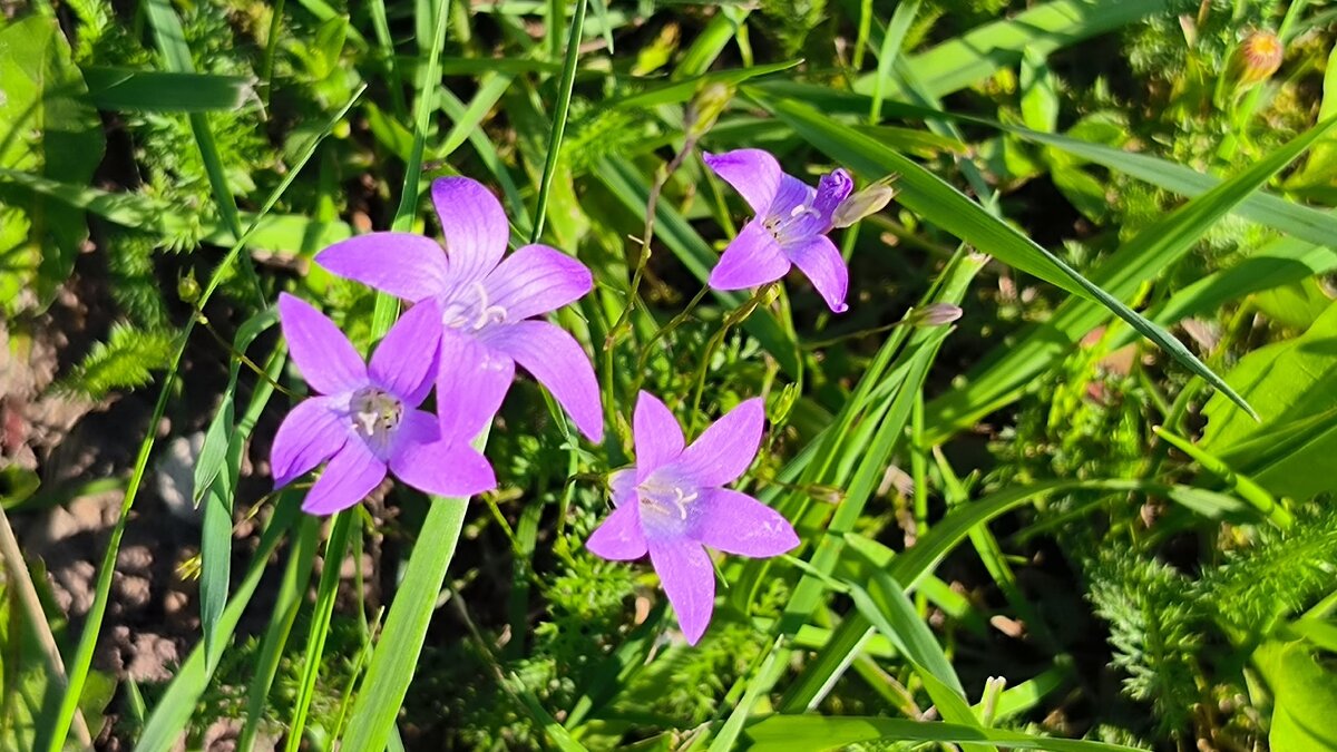 Привет, август! - Ольга 