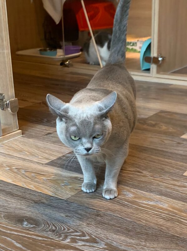 Вискас есть? А если найду... - Сергей Б.