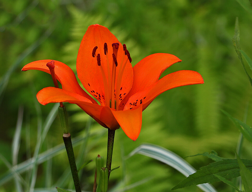 *** - Светлана 