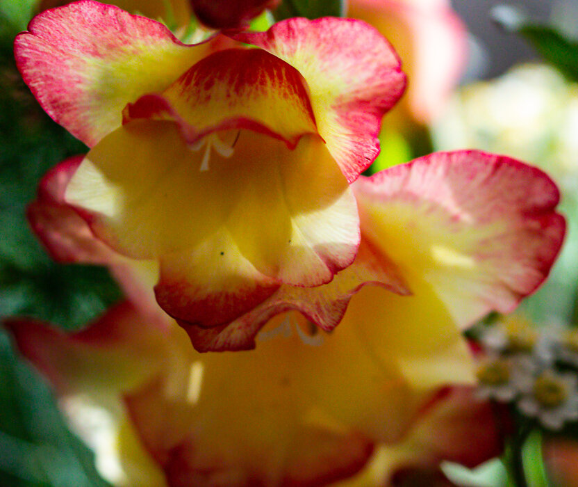 Фрагмент букета - Светлана SvetNika17