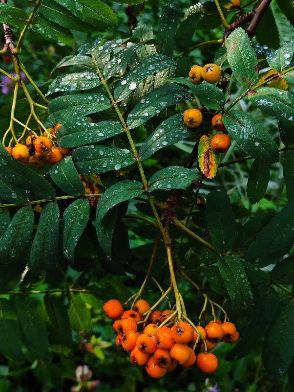 Вот и август на дворе! - veilins veilins Вот и август на дворе! - veilins veilins