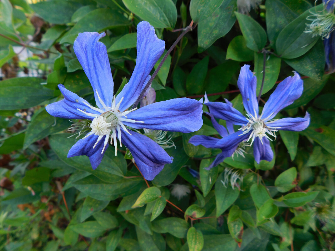 Клематис синий - Наиля Клематис синий - Наиля