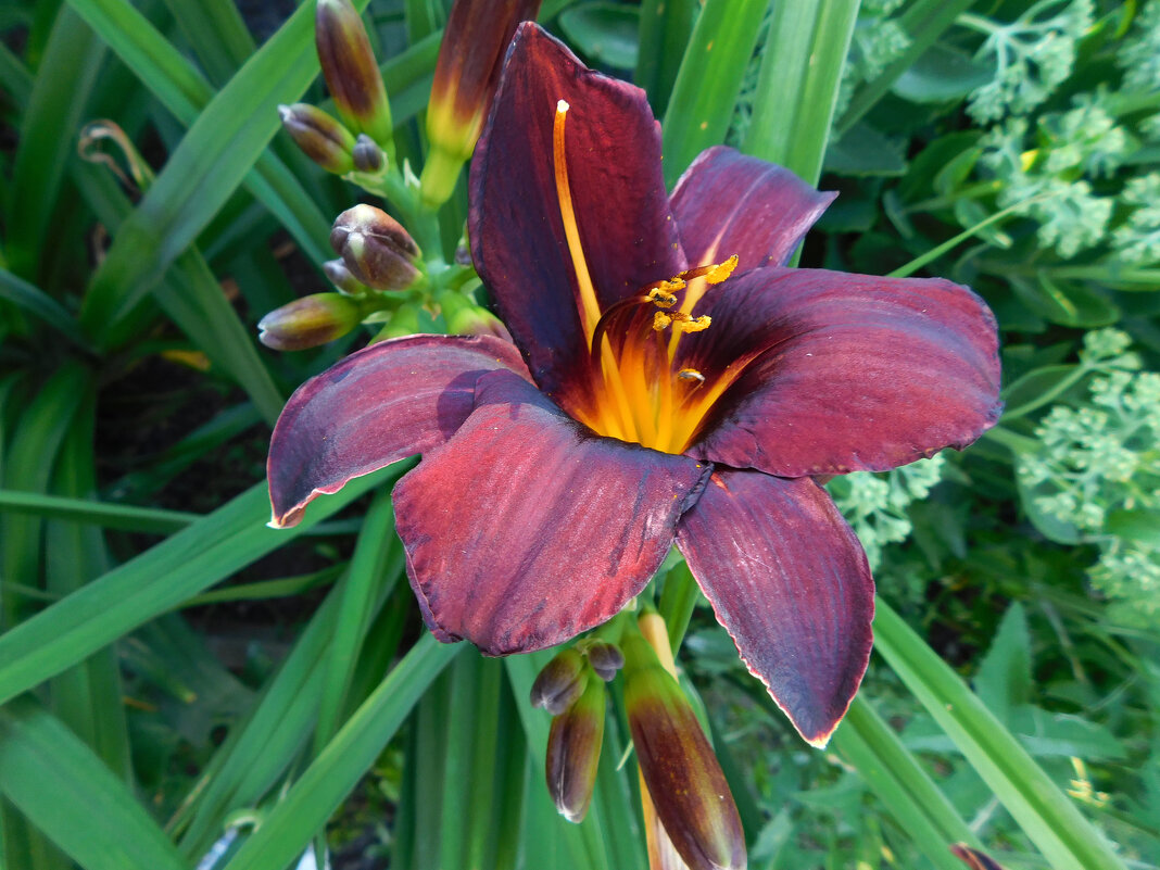 Лилейник "Черный принц" - Наиля Лилейник "Черный принц" - Наиля