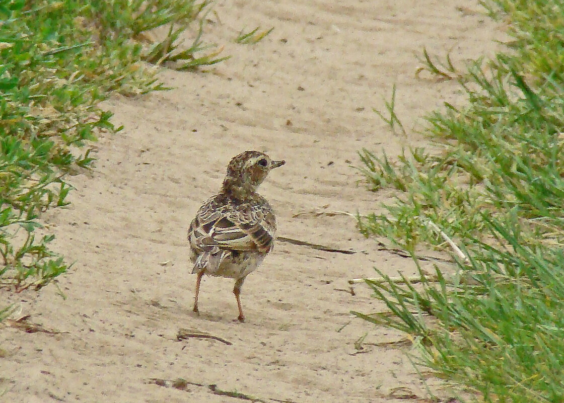 жаворонок полевой - gawrilа - dan