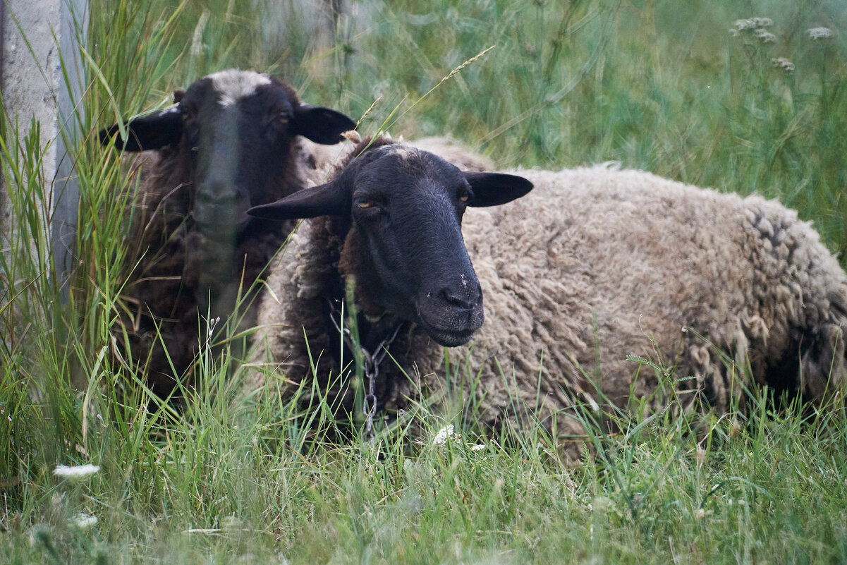 Барашки - Александр Леонов