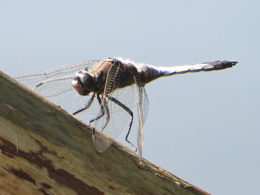 Стрекозлик - Александр Чеботарь