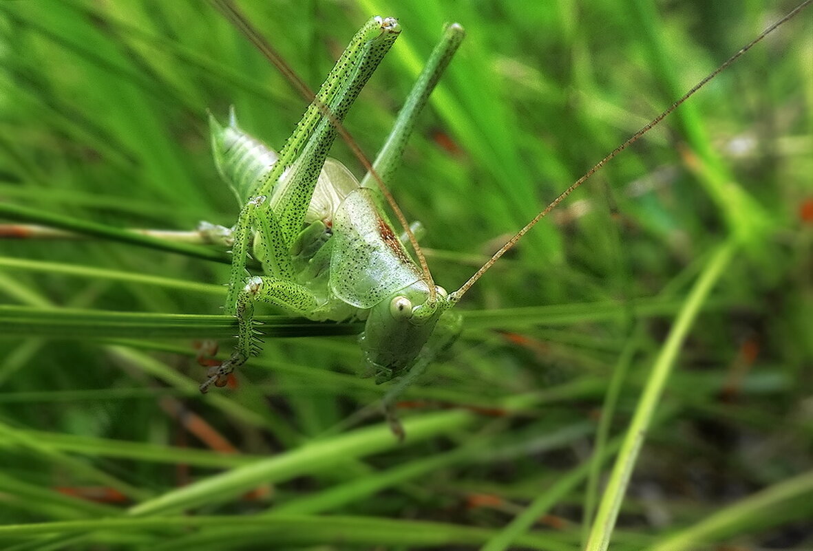 В траве сидел кузнечик... - Владимир Шошин