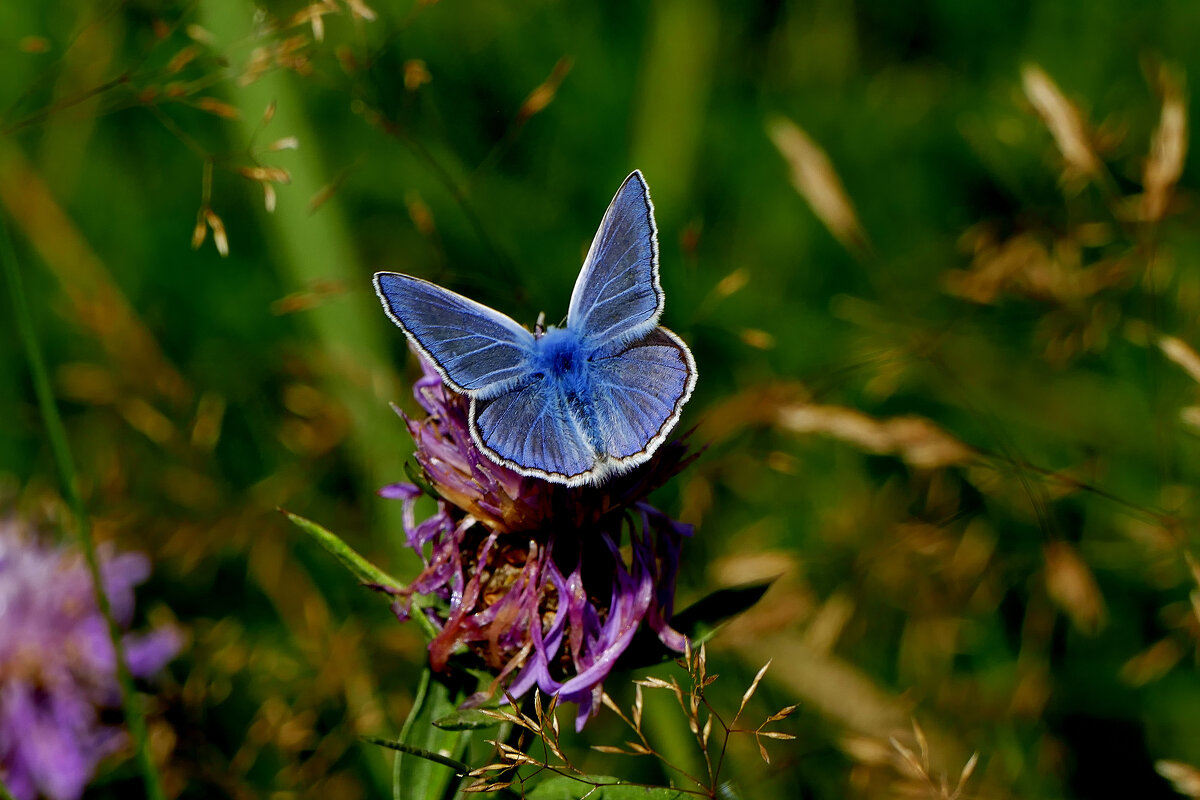 из снятого 1 августа 3 - Александр Прокудин из снятого 1 августа 3 - Александр Прокудин