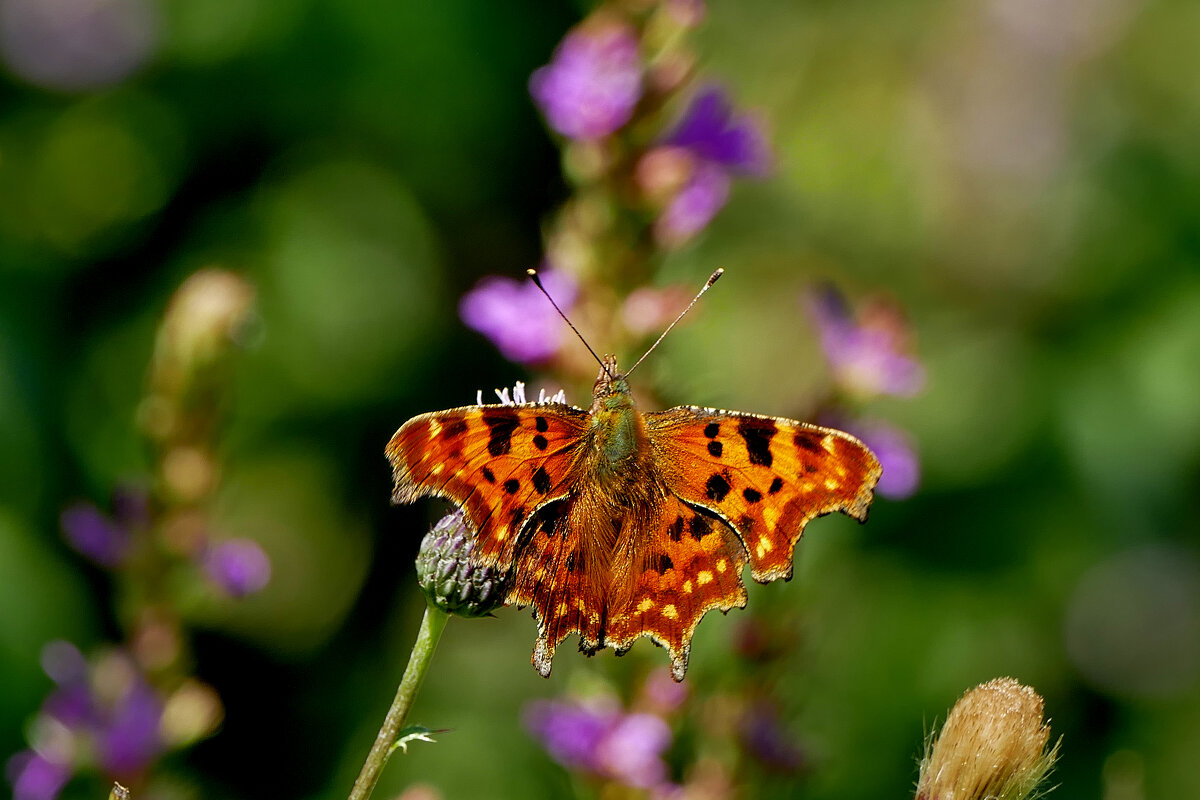 из снятого 1 августа  5 - Александр Прокудин