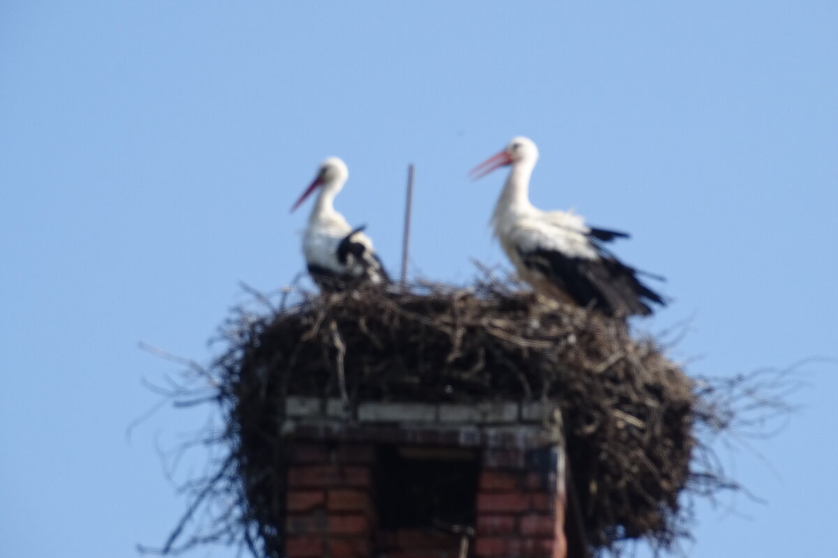 аисты - Anna-Sabina Anna-Sabina