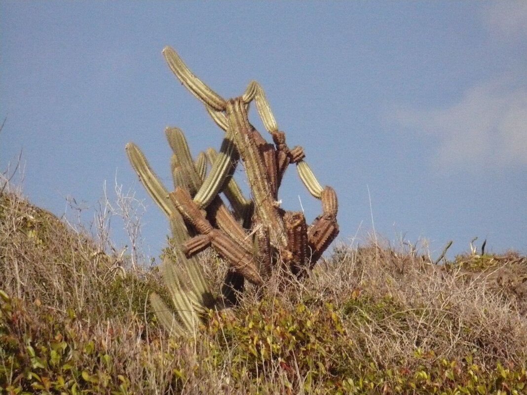 Кактус Атлантики (о.Куба) - Валерий Кокорев