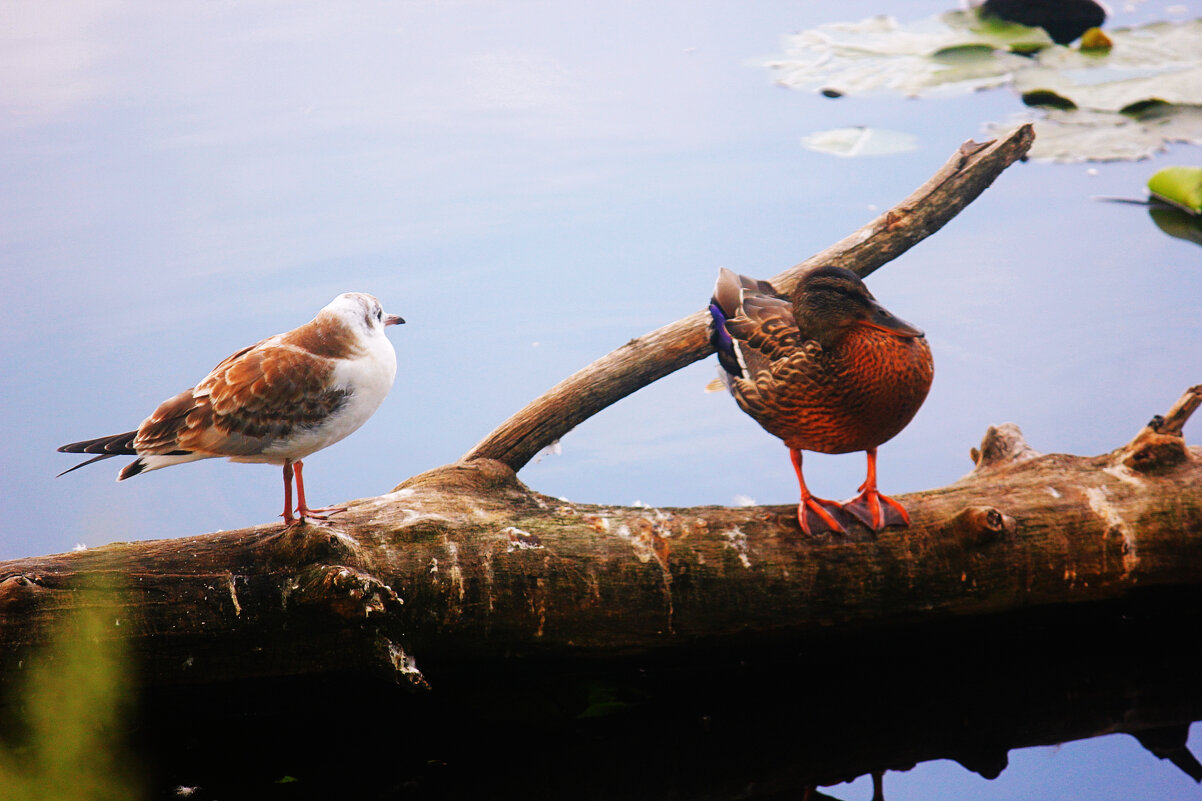 Утка и чайка - Сергей Кочнев