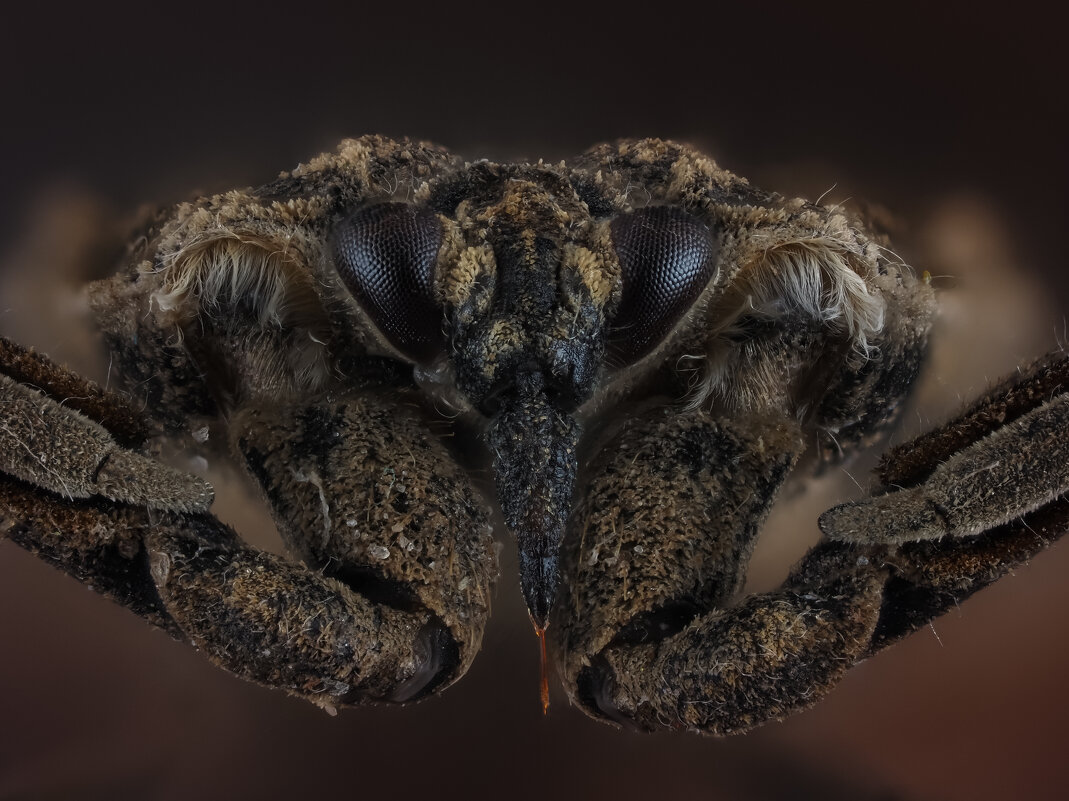 Водяной клоп. - Олег Савицкий