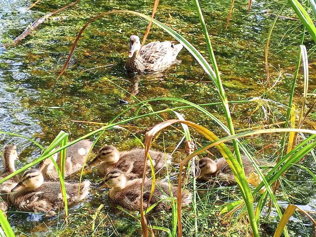 Серая утка - Сапсан 