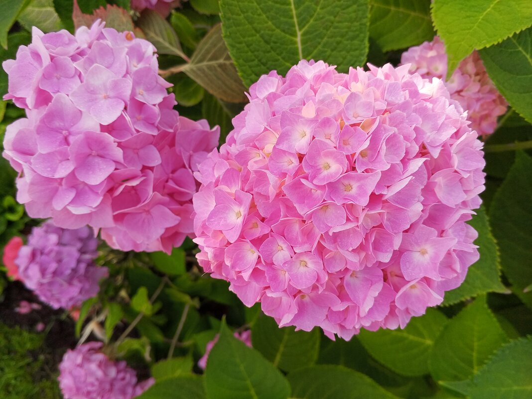 Гортензия - Сапсан 