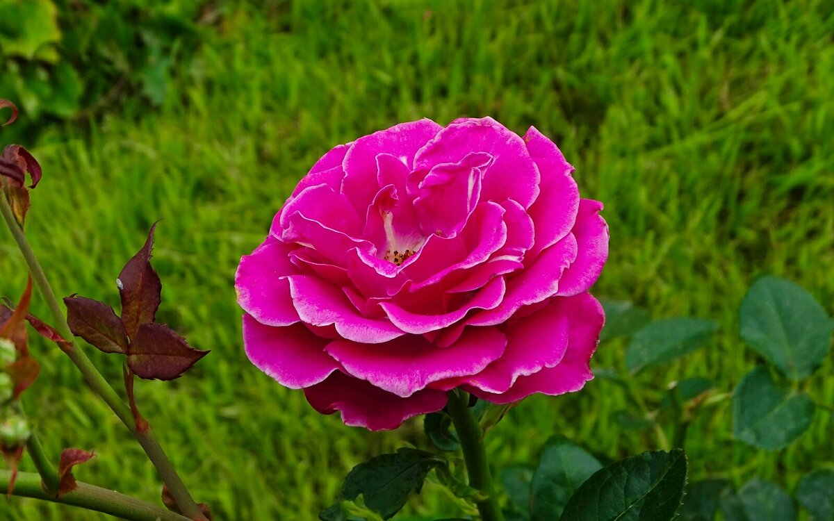 О красоте цветов. - Милешкин Владимир Алексеевич О красоте цветов. - Милешкин Владимир Алексеевич