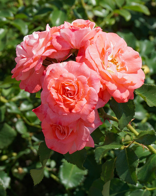 Летние розы - Ольга 