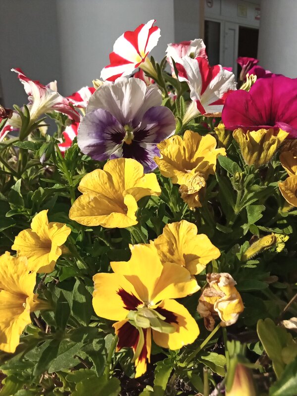 Цветы на  клумбе - Фотогруппа Весна