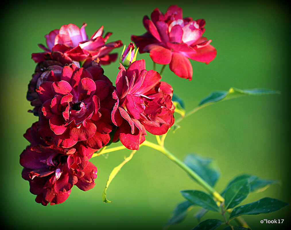 они на радость нам даны - Олег Лукьянов