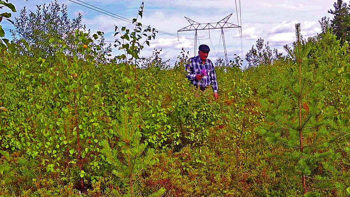 Июль...Моя грибная охота! - Владимир 