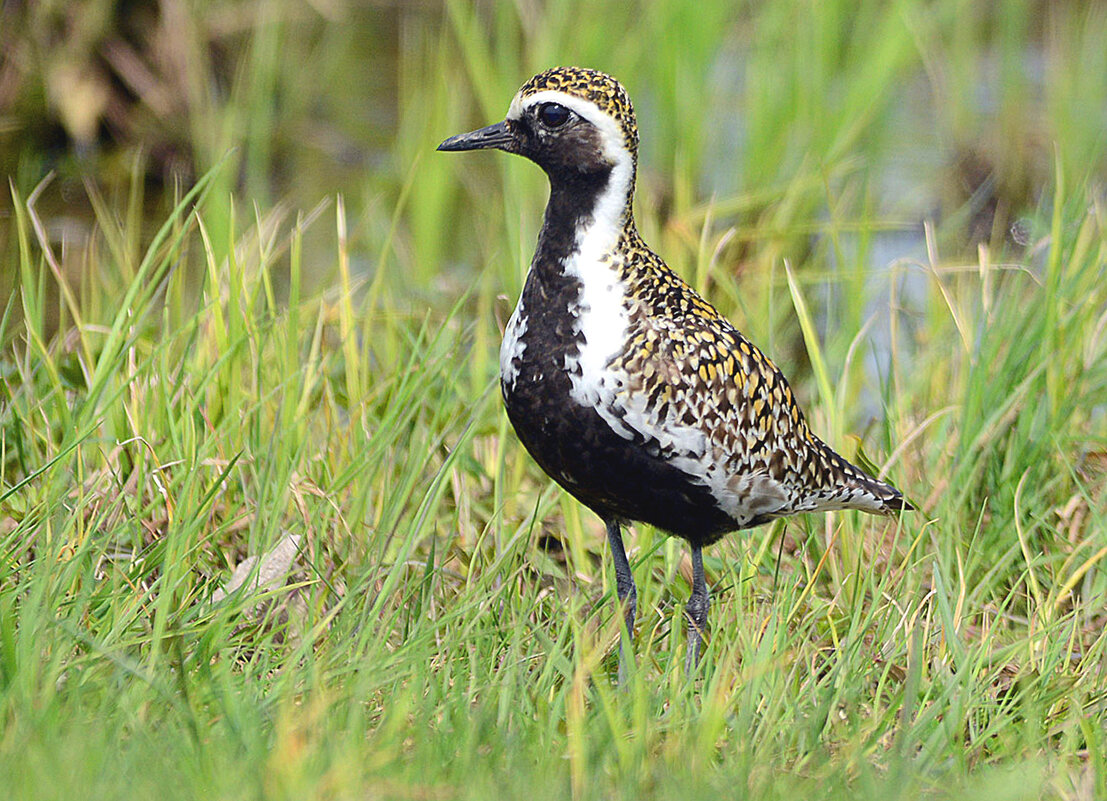 Золотистая ржанка - Михаил Белоусов