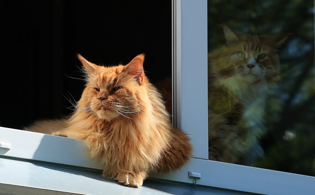 А чужие(собаки)здесь не ходят... - Владилен Панченко