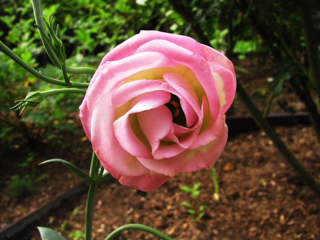 Эустома цветёт - Людмила Смородинская Эустома цветёт - Людмила Смородинская