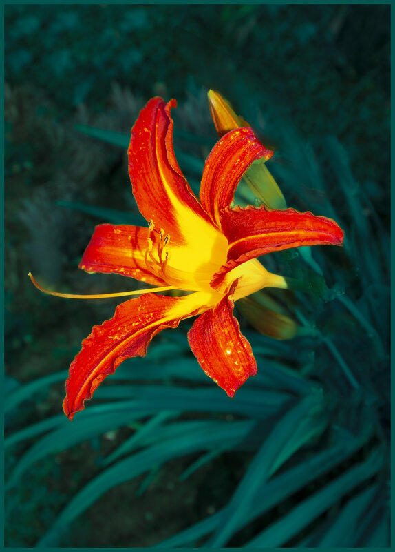 Лилейник - Евгений 