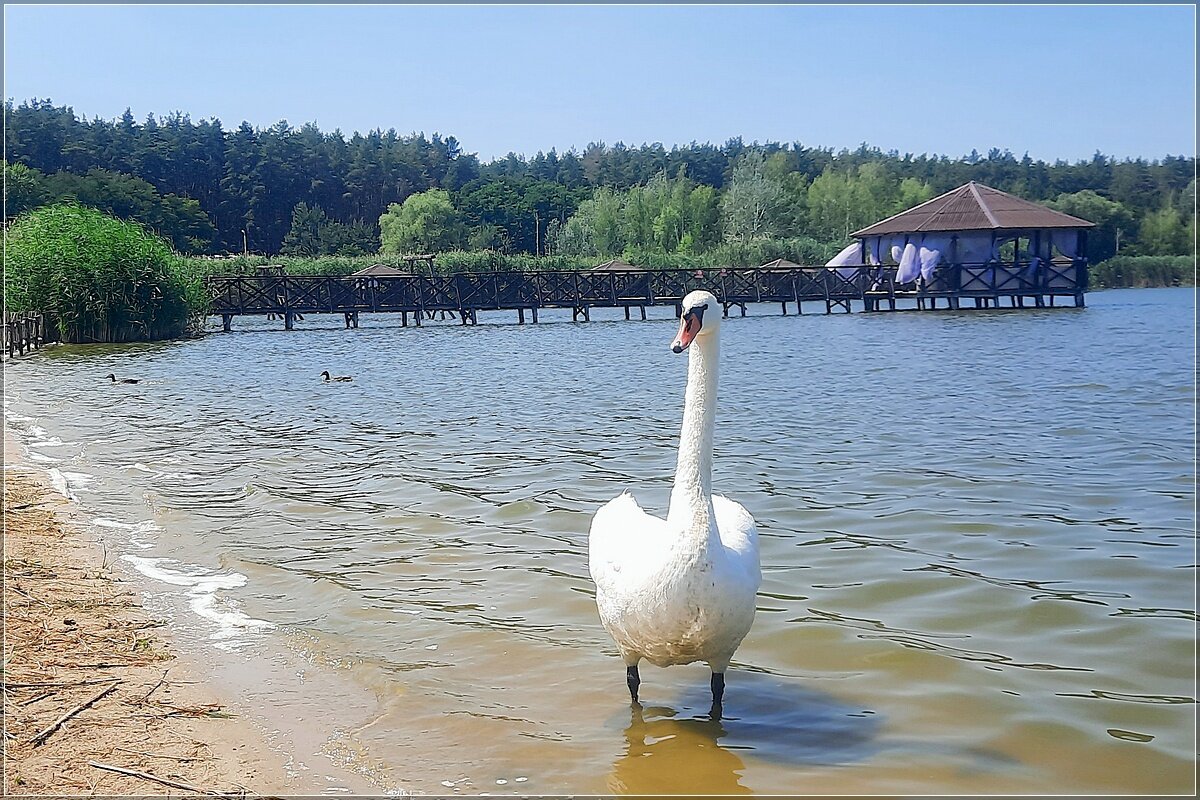 Грозный отец - Сеня Белгородский
