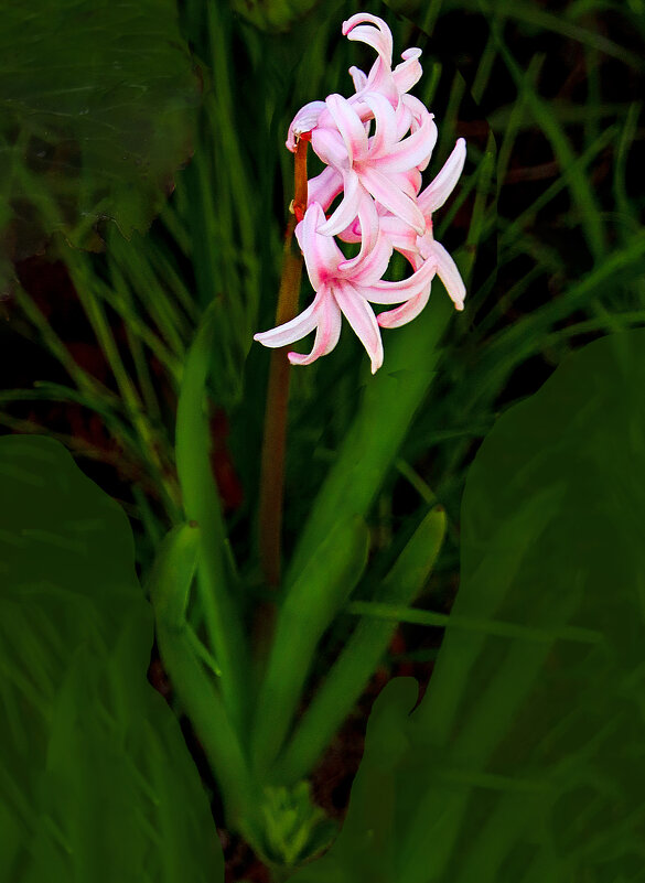 Гиацинт - Евгений 