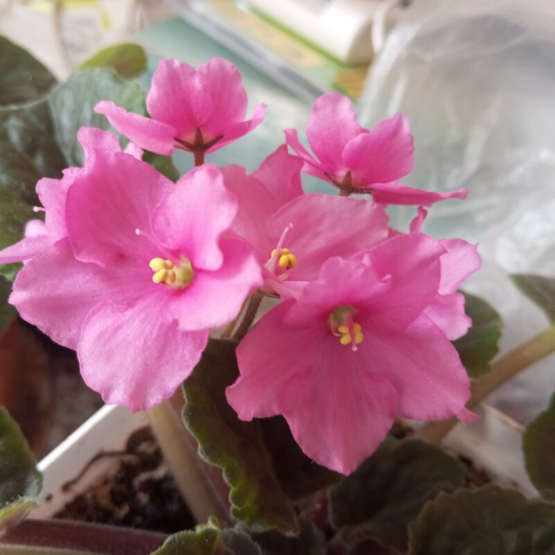 Фиалка - Елена Семигина