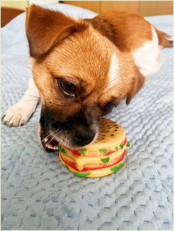 Яша обожает пищалки.:) - Валерия Комова