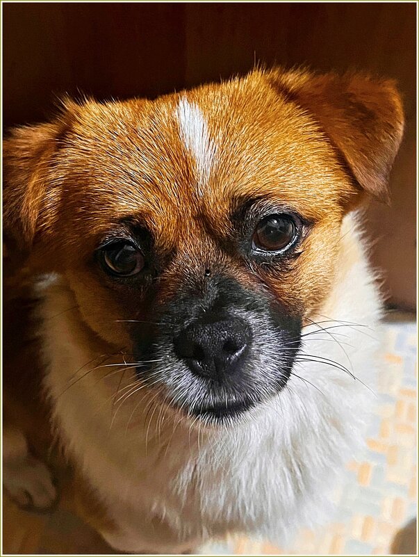 Яша. - Валерия Комова