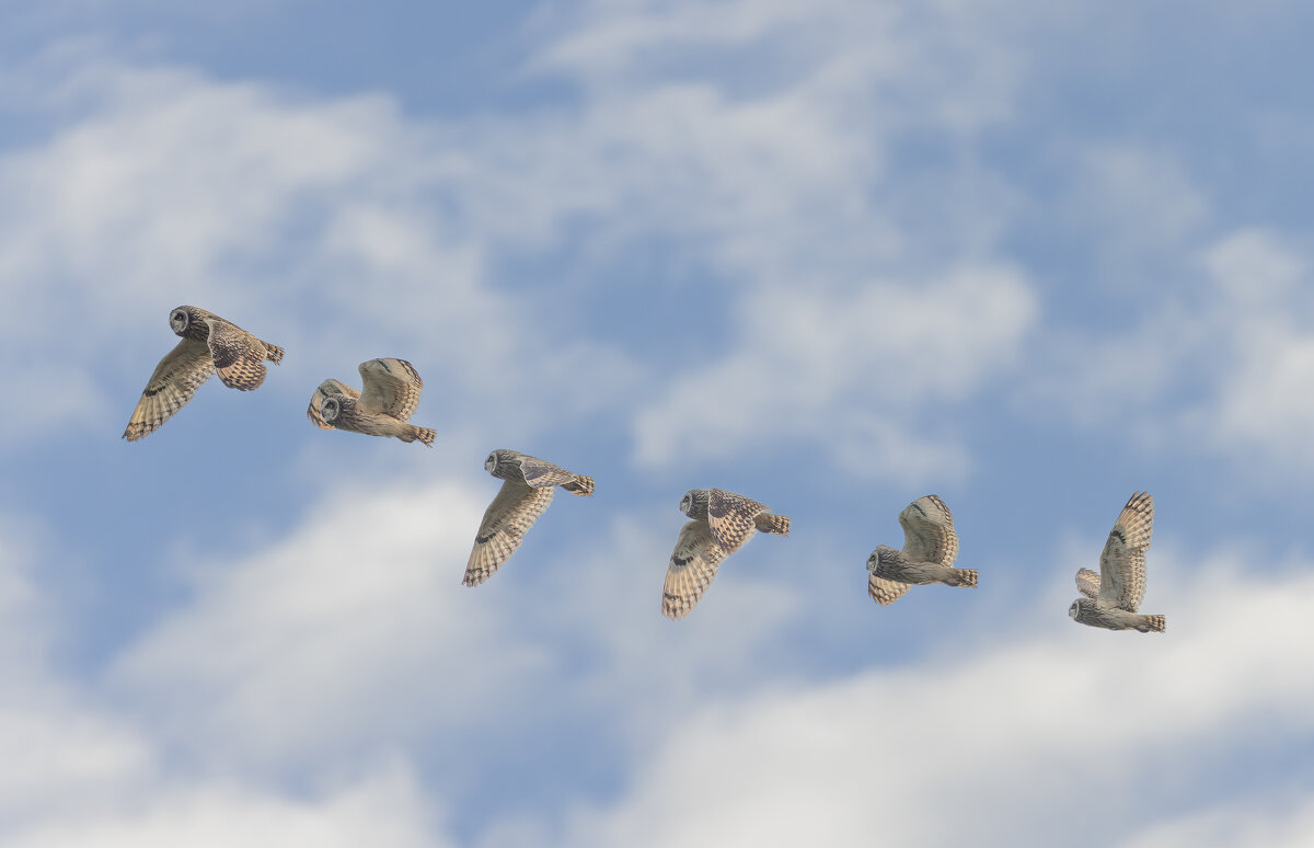 сова болотная. - юрий макаров сова болотная. - юрий макаров