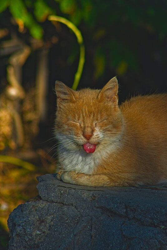 Альберт Эйнштейн - Giant Tao / Альберт Эйнштейн - Giant Tao /