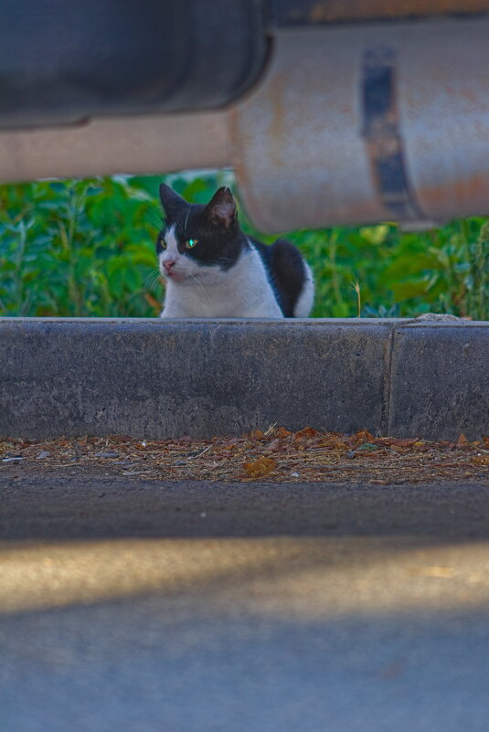 Досмотр . - Giant Tao /