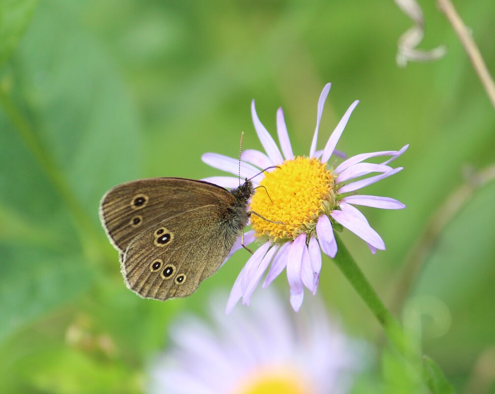 лето - Ольга Гомзина лето - Ольга Гомзина