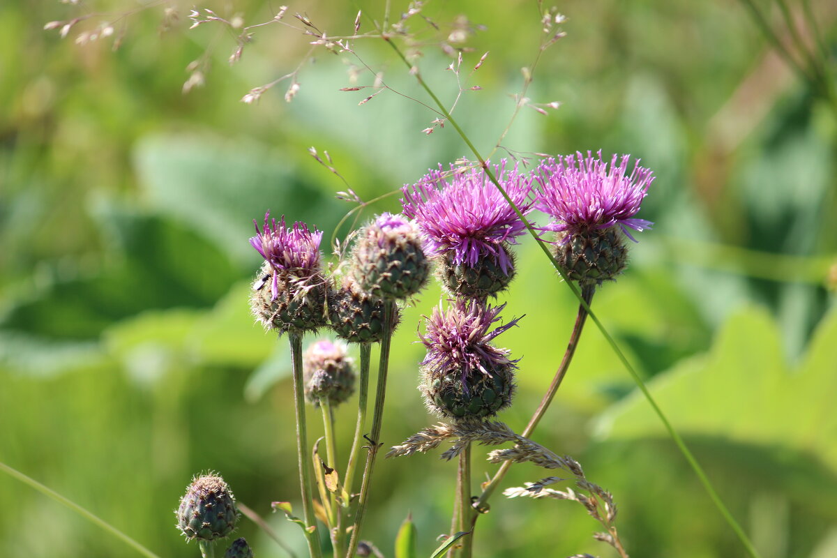 лето - Ольга Гомзина