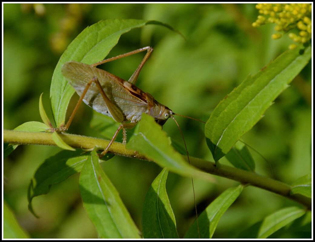 ...зелененький он был... - Aleksandr Gal