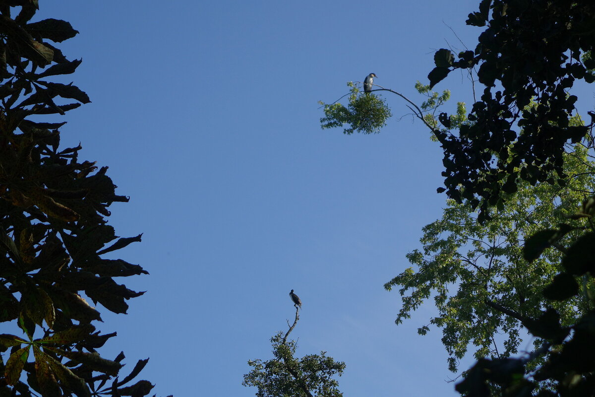 Бакланы - Рита Симонова