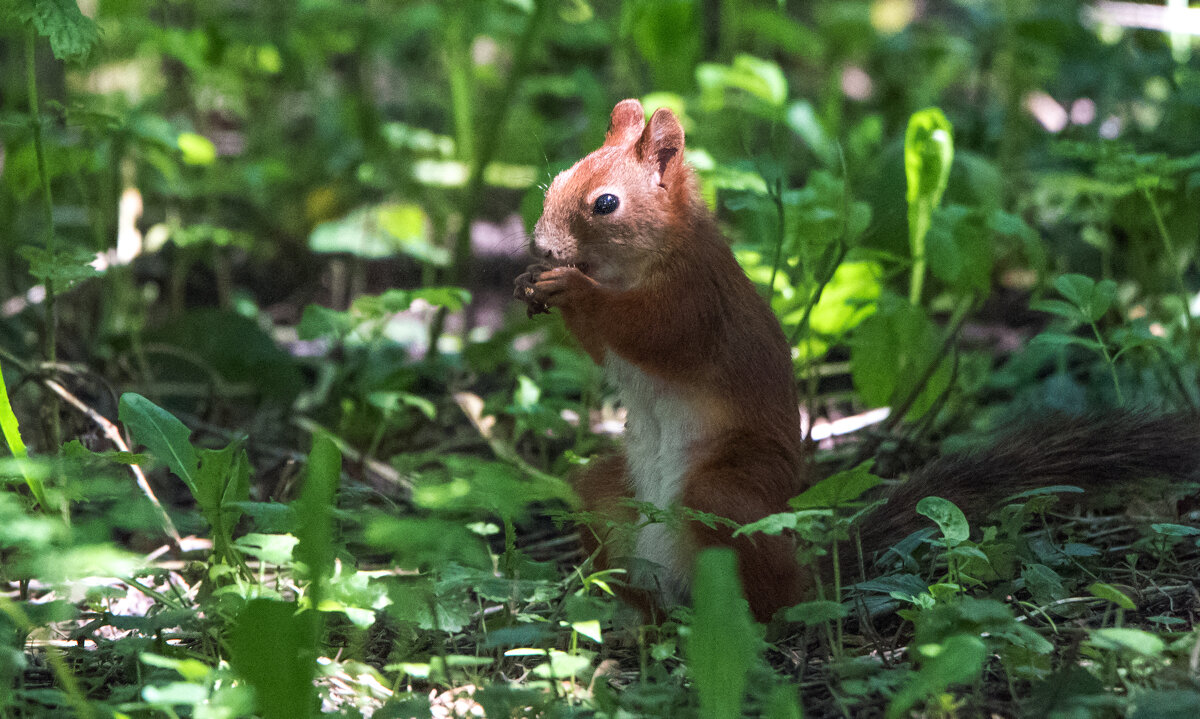 Молодая белка. - Владимир Безбородов