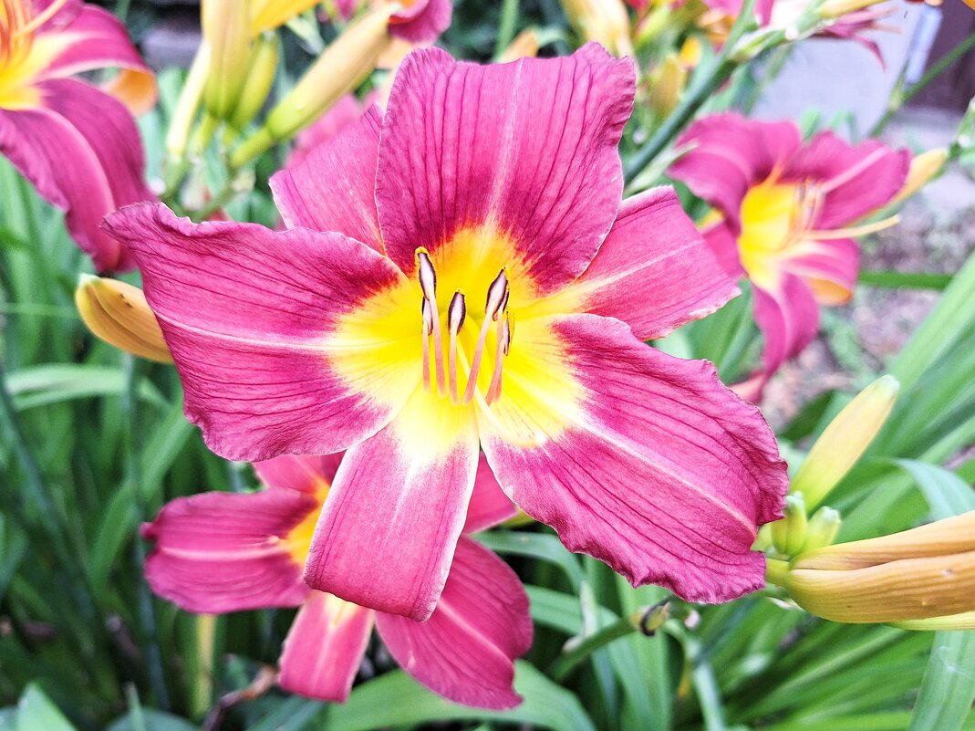 Лилейник - Наталья 