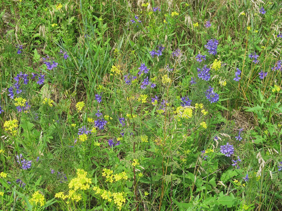 луговое - Елена Шаламова