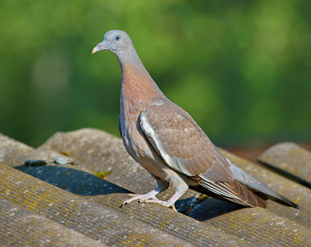 юная самочка вяхиря... - Andrey Bragin 