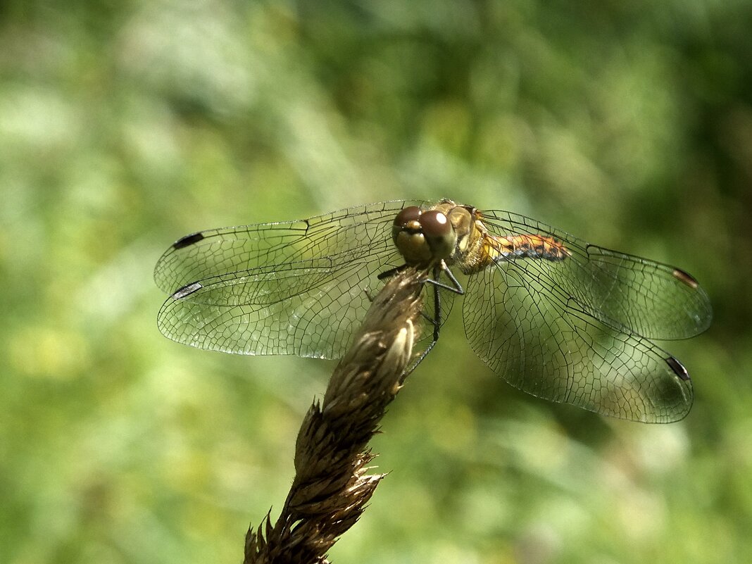 ** - Зоя Мишина