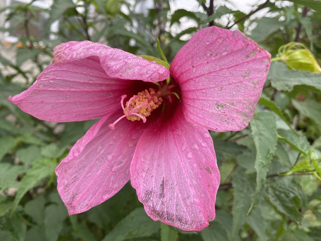 После дождя (6) - Alexey YakovLev После дождя (6) - Alexey YakovLev