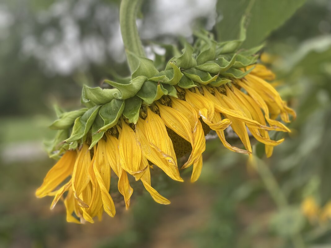 После дождя (8) - Alexey YakovLev